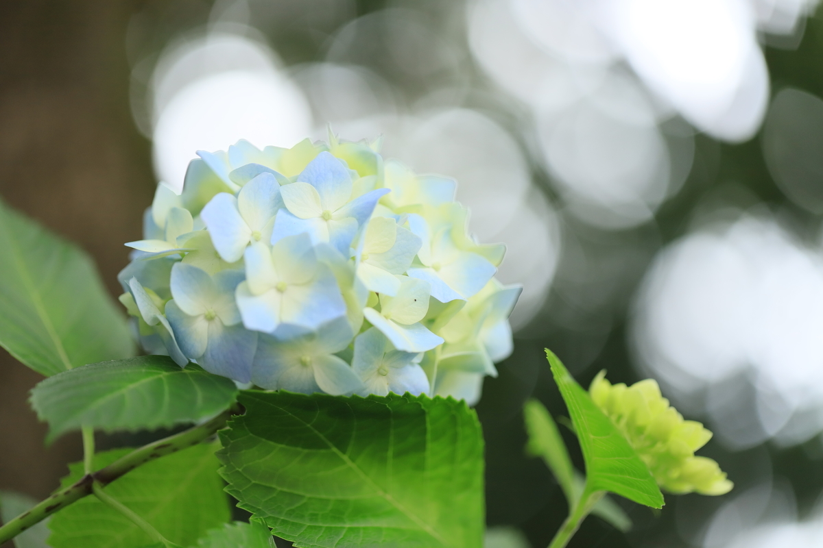 f:id:hanakasumi:20200628162422j:plain