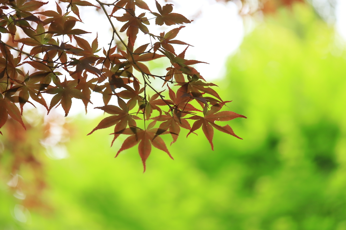 f:id:hanakasumi:20200628162522j:plain
