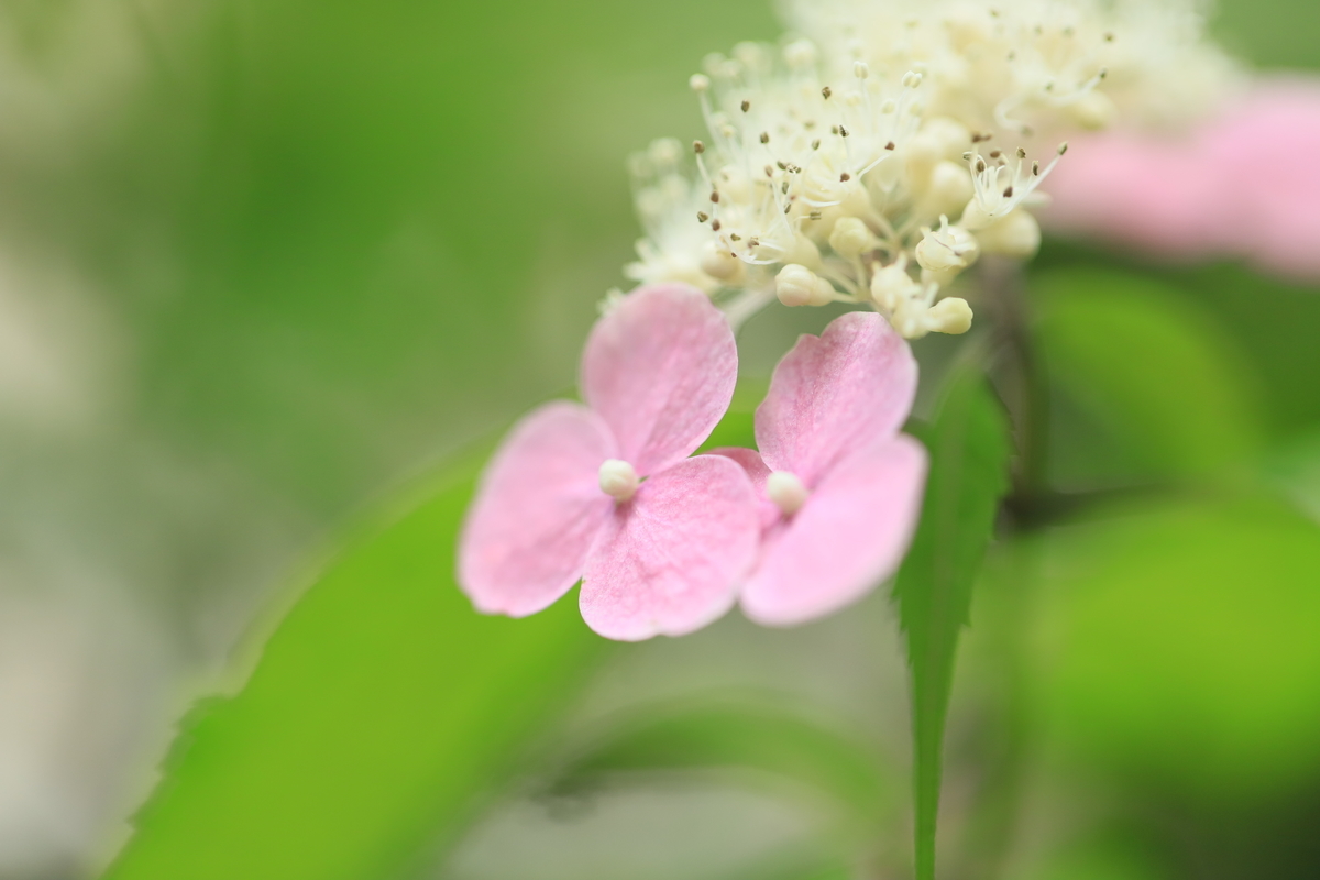 f:id:hanakasumi:20200628163005j:plain