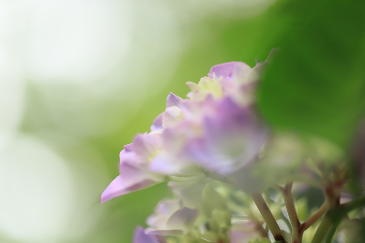 f:id:hanakasumi:20200628163142j:plain