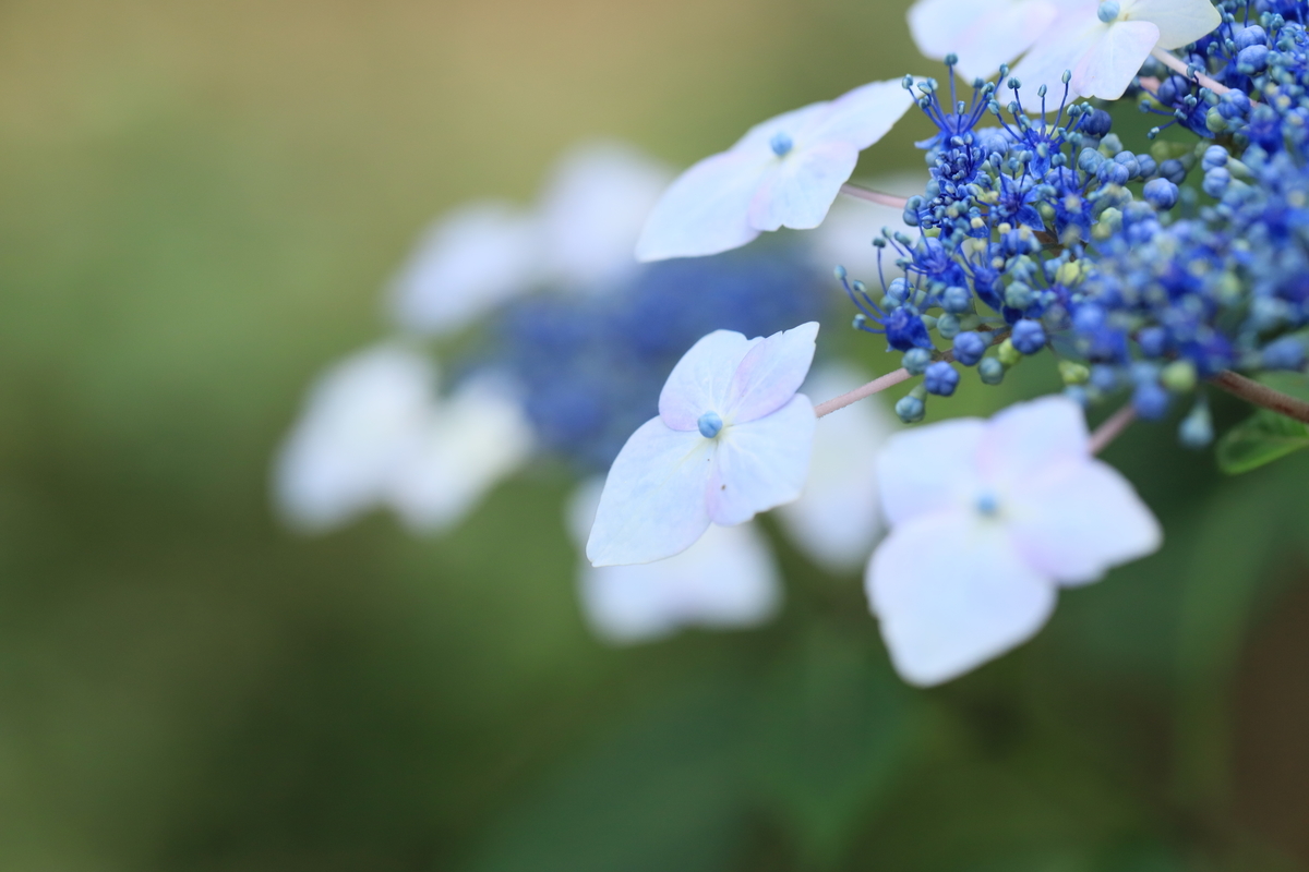 f:id:hanakasumi:20200628163406j:plain