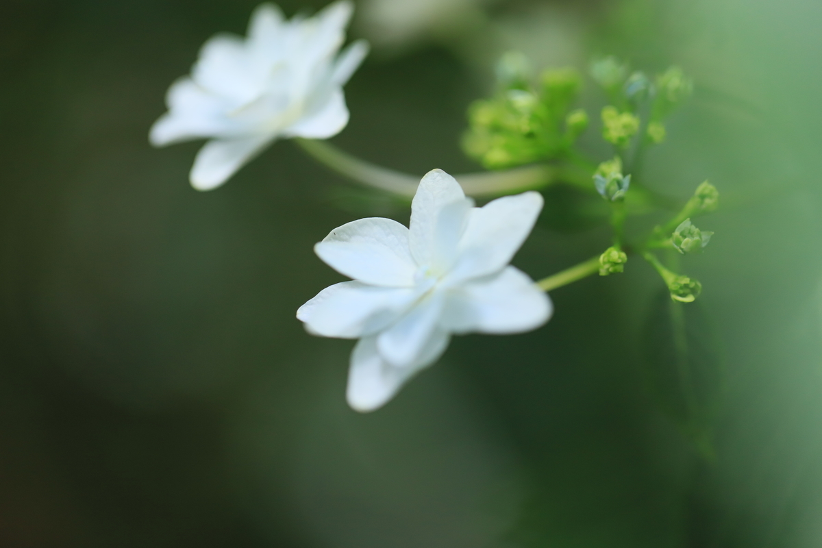 f:id:hanakasumi:20200628163526j:plain