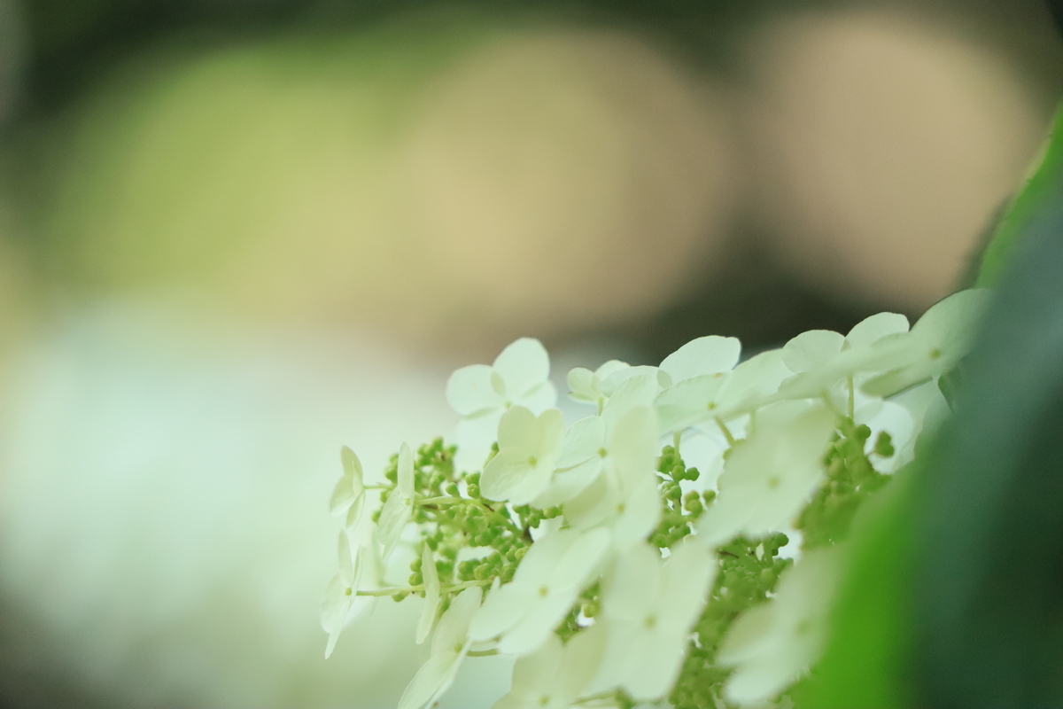 f:id:hanakasumi:20200628164200j:plain