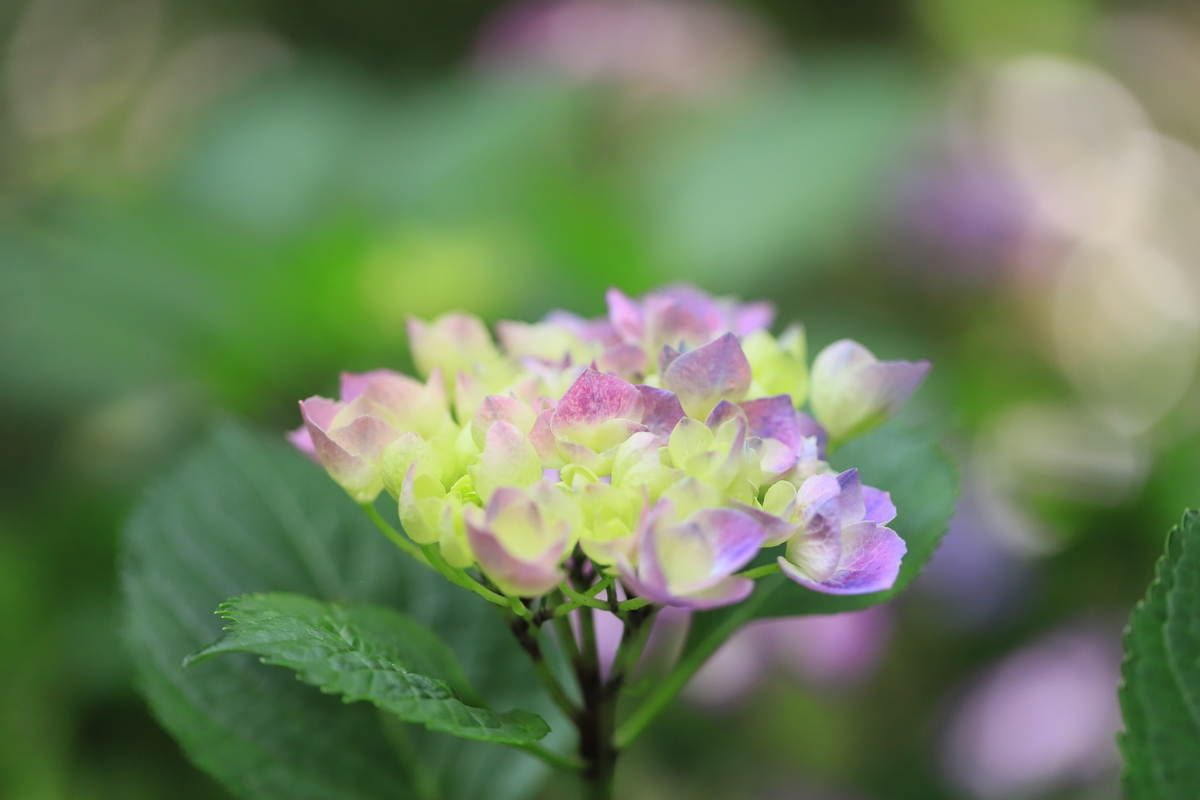 f:id:hanakasumi:20200628164620j:plain
