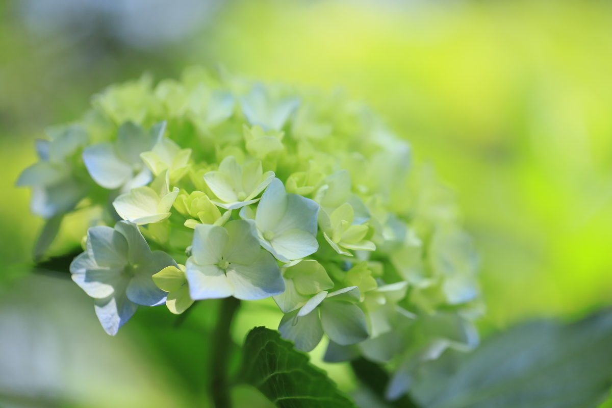 f:id:hanakasumi:20200628164733j:plain