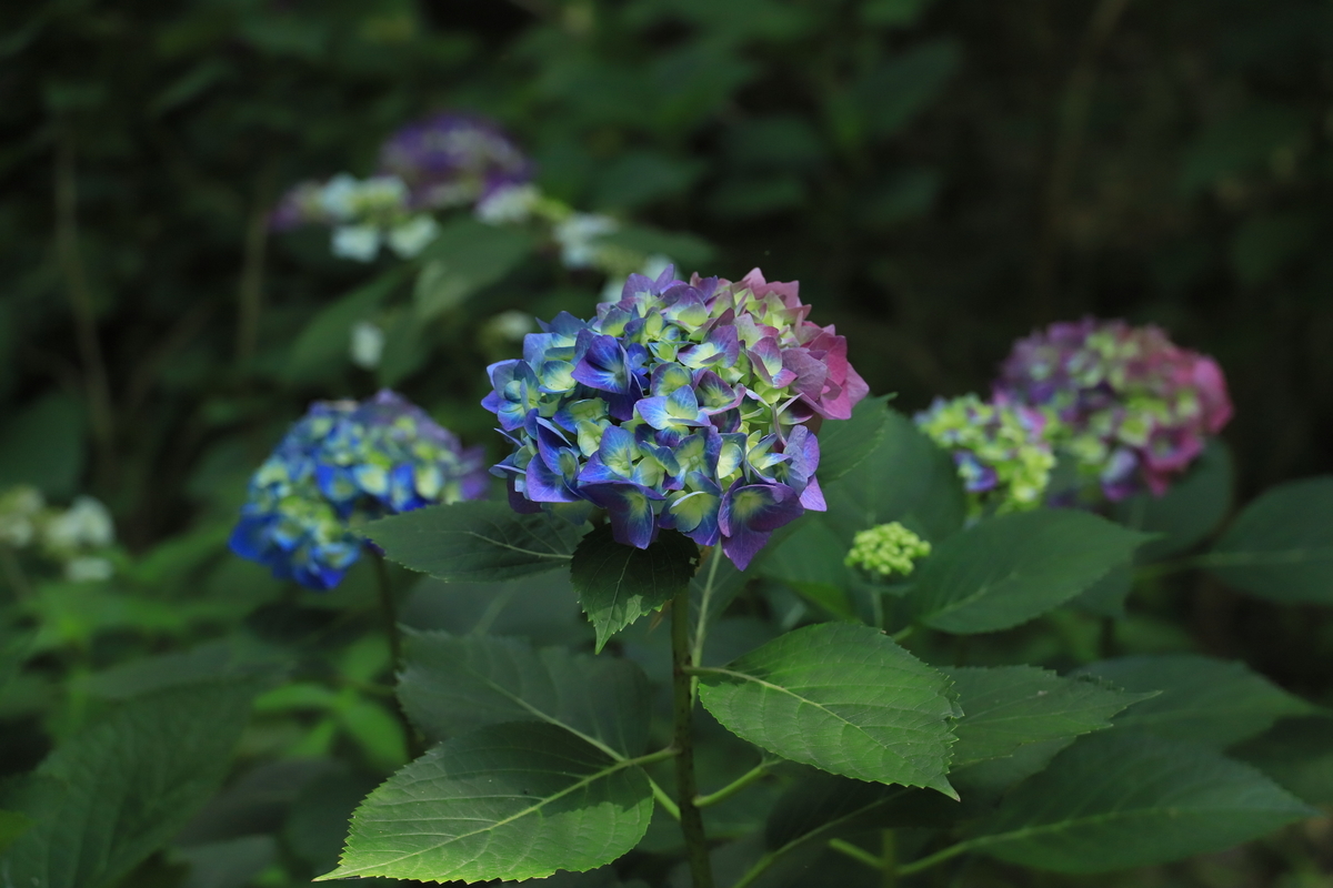 f:id:hanakasumi:20200628164922j:plain