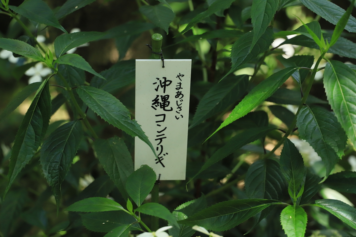 f:id:hanakasumi:20200628165028j:plain