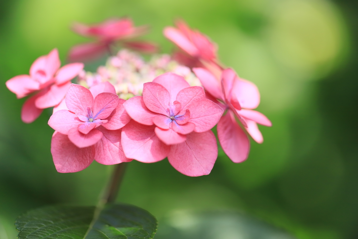f:id:hanakasumi:20200628165402j:plain