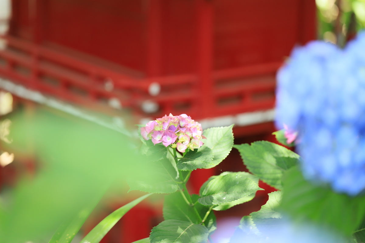 f:id:hanakasumi:20200628170328j:plain