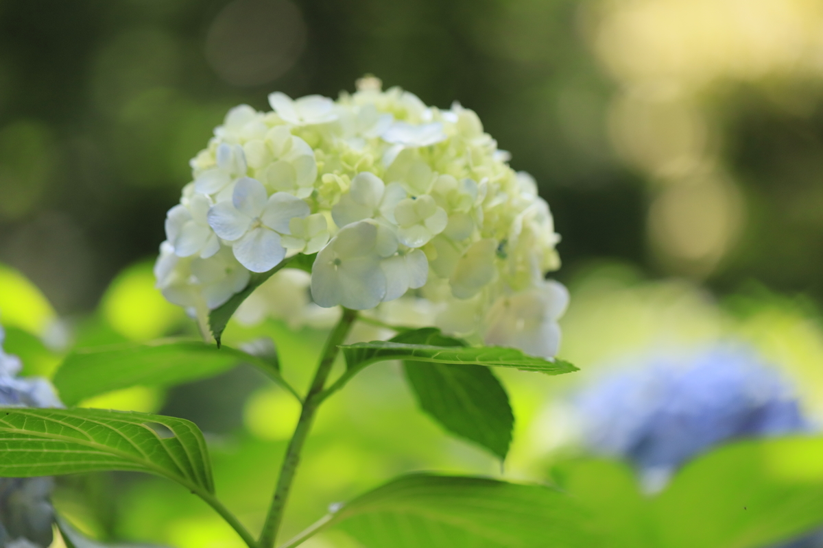 f:id:hanakasumi:20200711081946j:plain