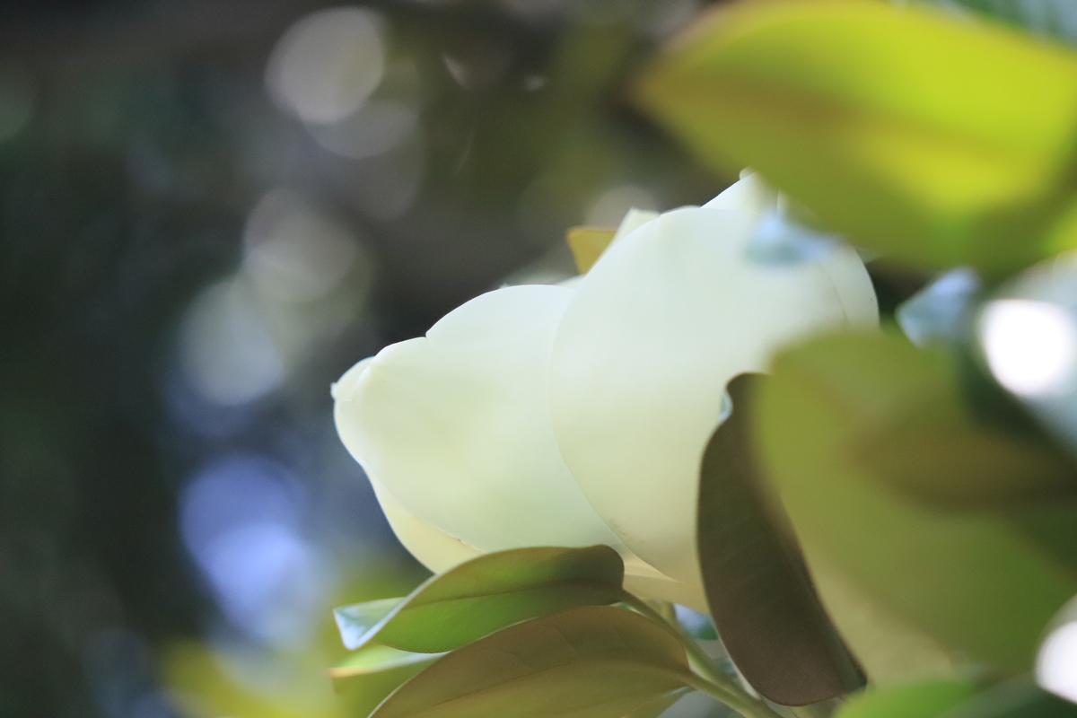 f:id:hanakasumi:20200711084940j:plain