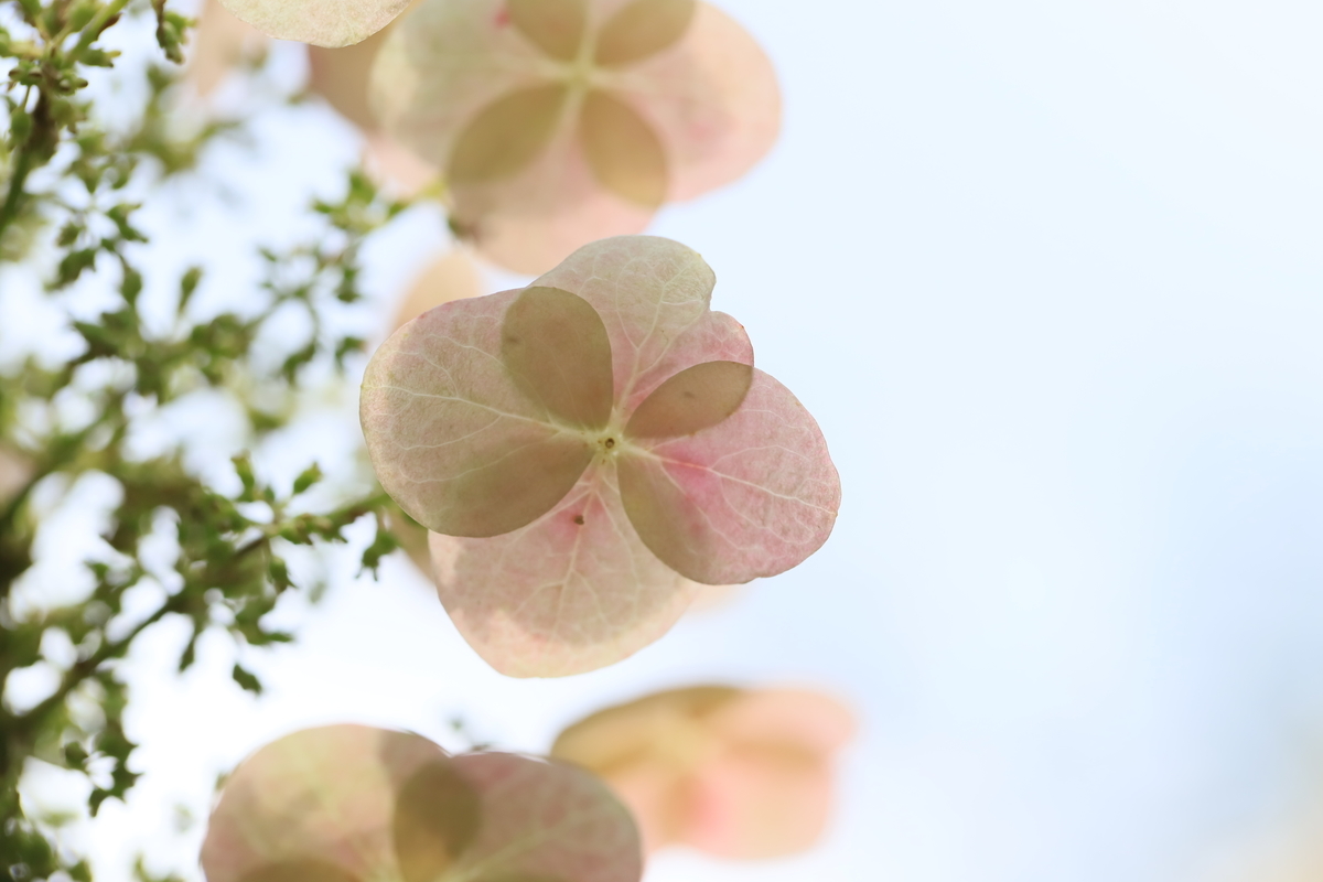 f:id:hanakasumi:20200711085116j:plain