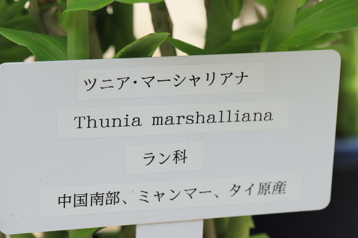 f:id:hanakasumi:20200711085428j:plain