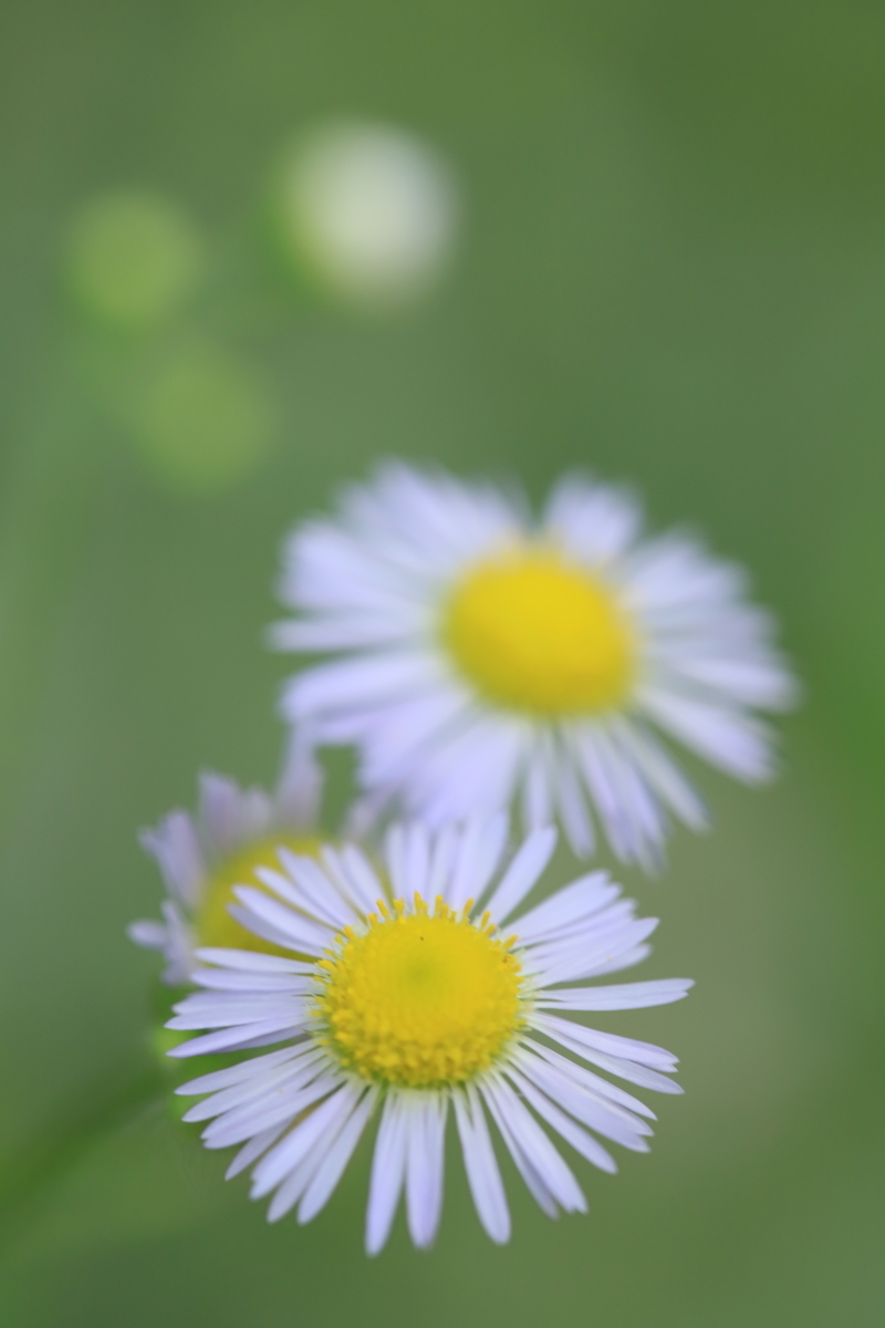 f:id:hanakasumi:20200711212325j:plain