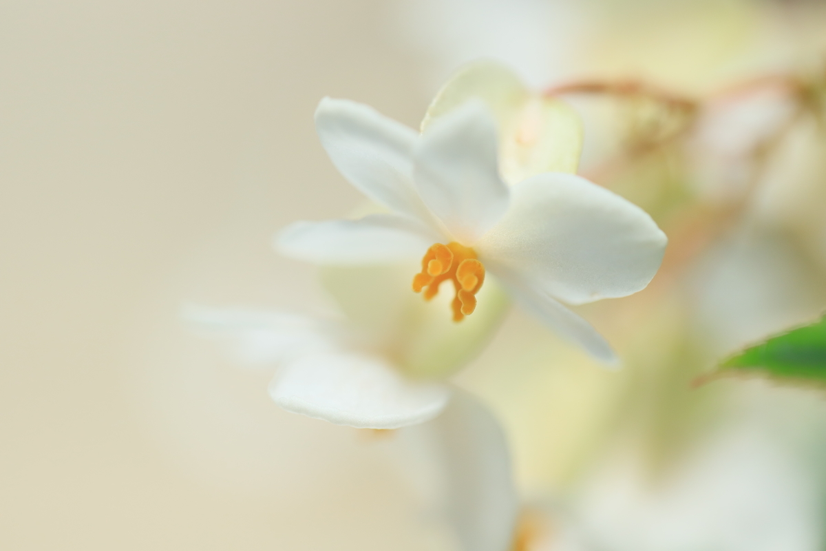 f:id:hanakasumi:20200724232655j:plain