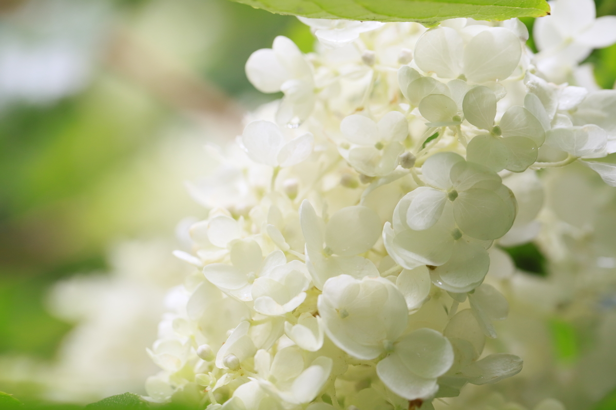 f:id:hanakasumi:20200809141450j:plain