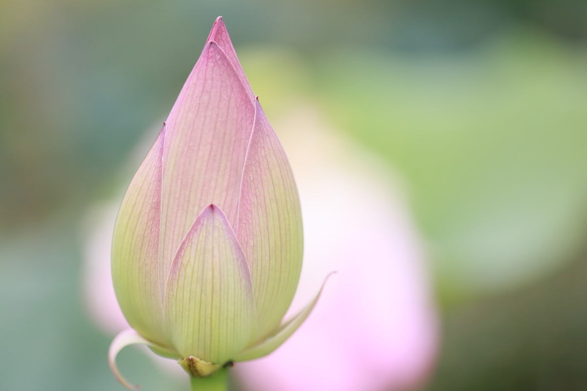 f:id:hanakasumi:20200809141522j:plain