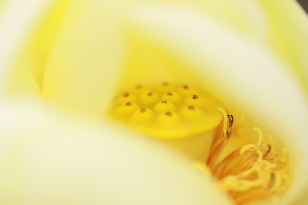 f:id:hanakasumi:20200809141552j:plain