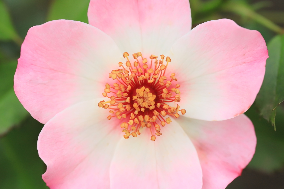 f:id:hanakasumi:20200809141755j:plain