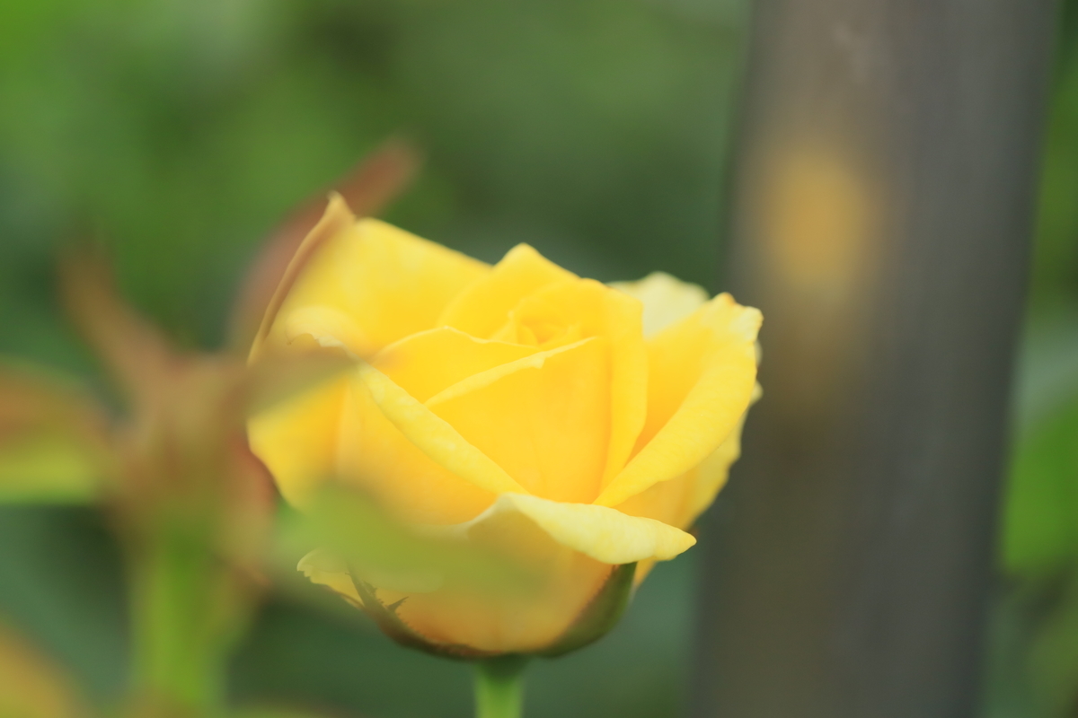 f:id:hanakasumi:20200809141829j:plain