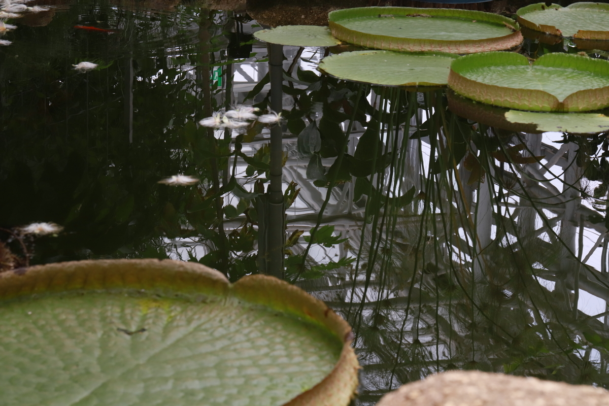 f:id:hanakasumi:20200809142034j:plain