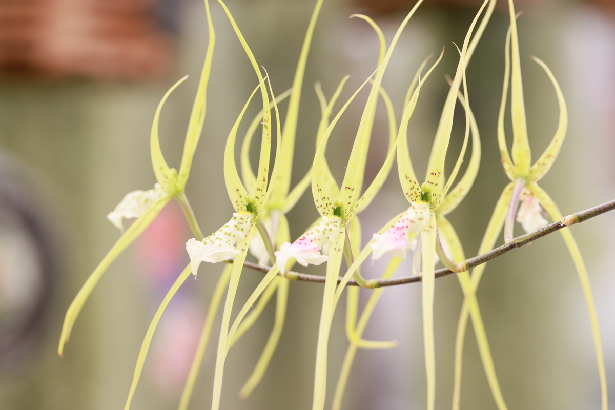 f:id:hanakasumi:20200809142151j:plain