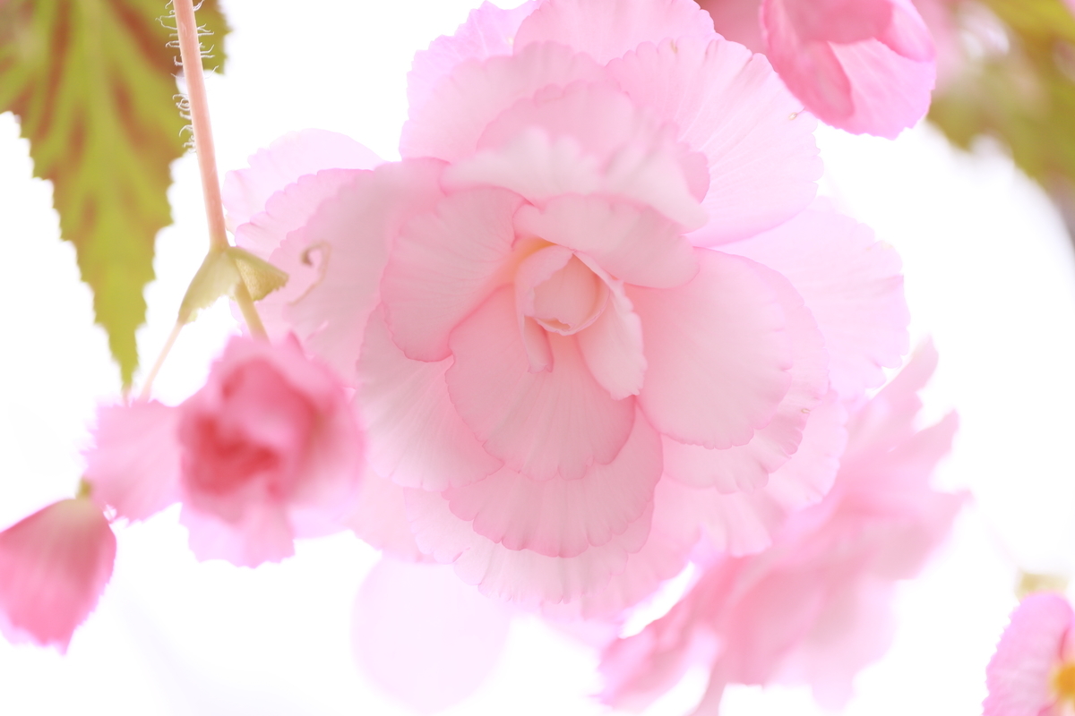 f:id:hanakasumi:20200814213102j:plain