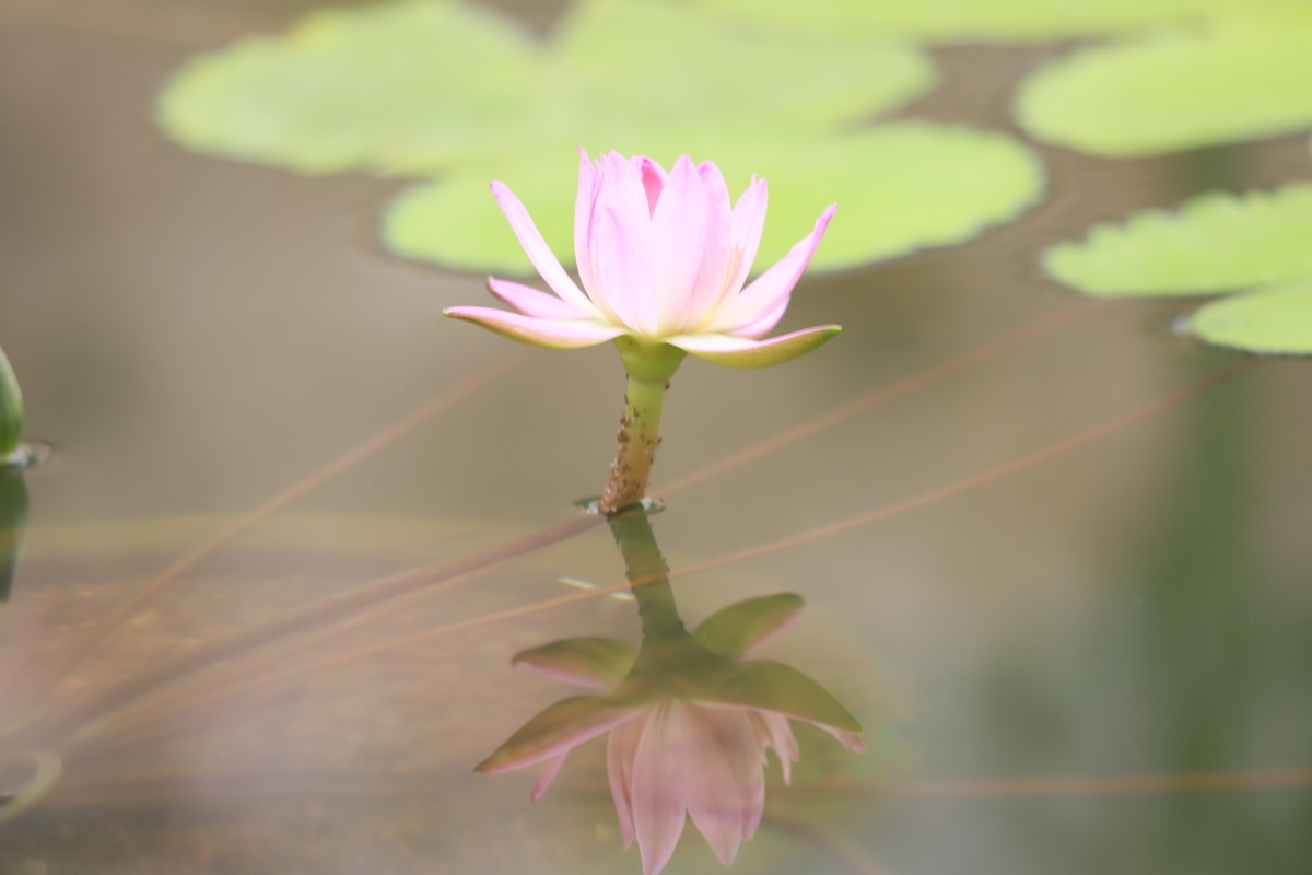 f:id:hanakasumi:20200814213151j:plain