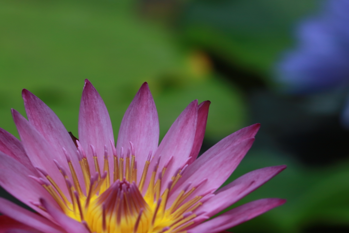 f:id:hanakasumi:20200814213255j:plain