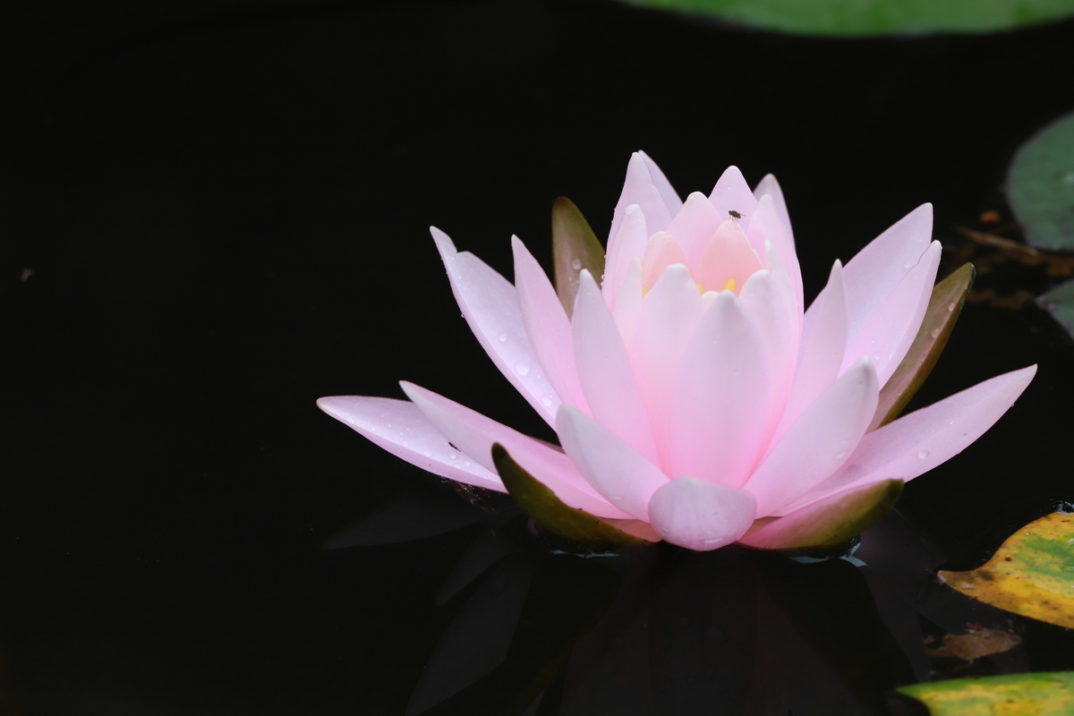 f:id:hanakasumi:20200814213509j:plain