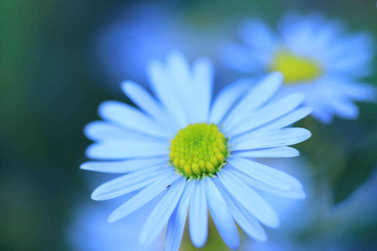 f:id:hanakasumi:20201107113711j:plain