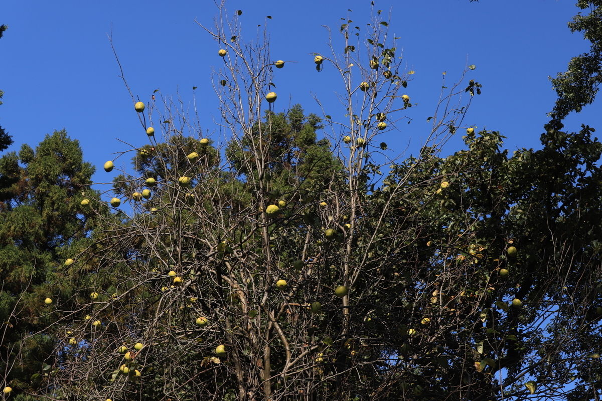 f:id:hanakasumi:20201107113832j:plain