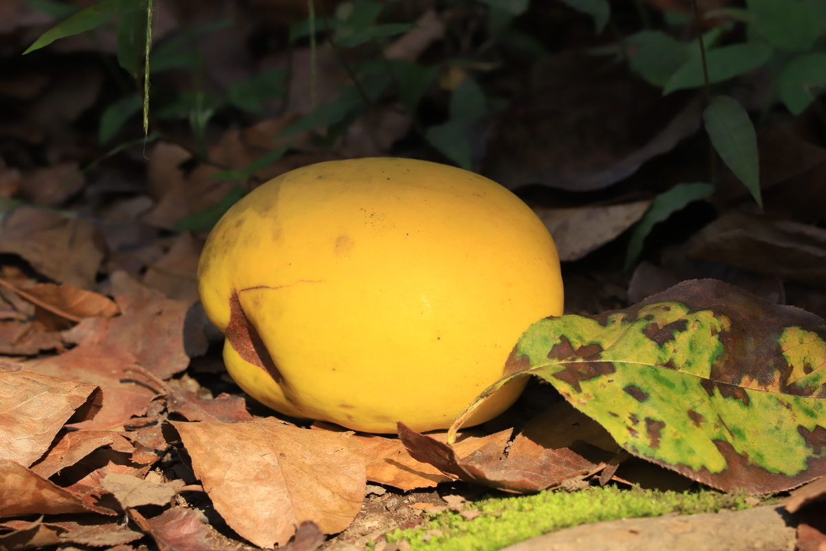 f:id:hanakasumi:20201107113909j:plain