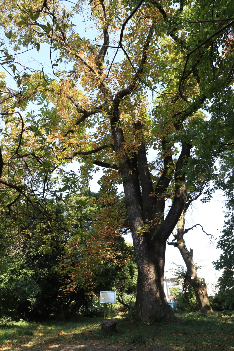 f:id:hanakasumi:20201115093416j:plain