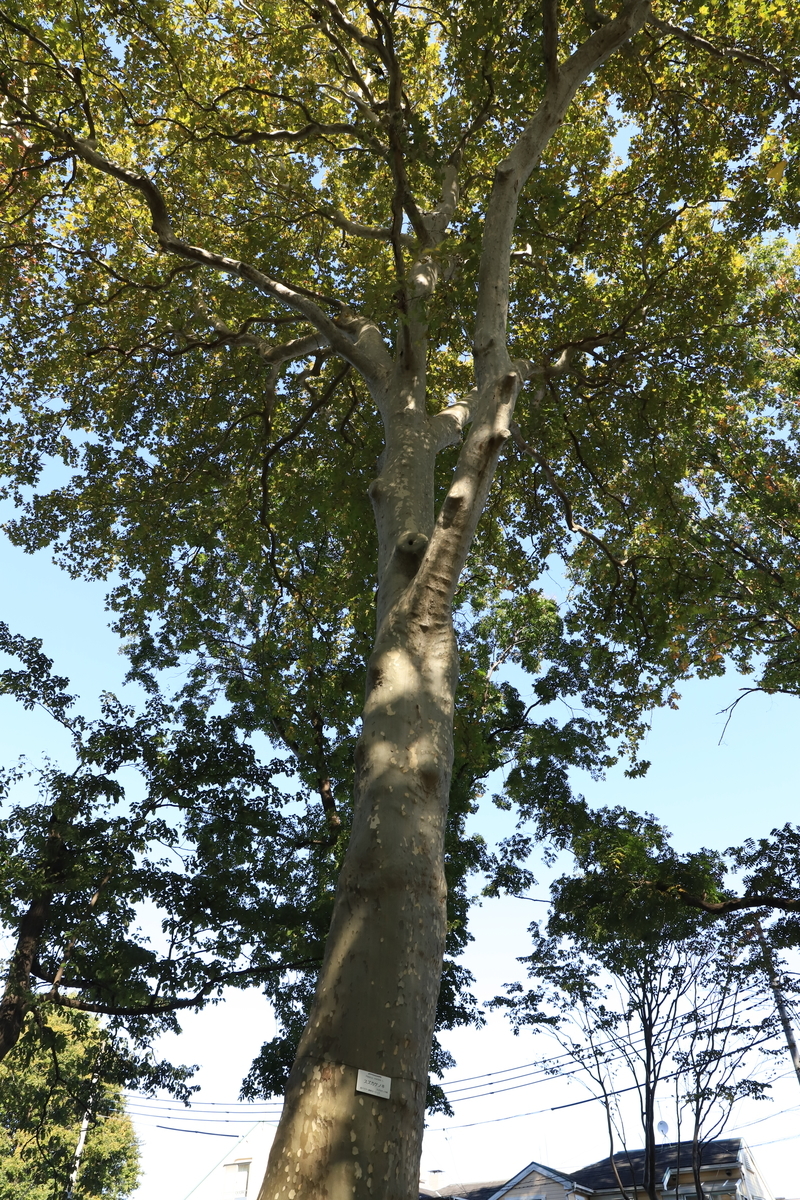 f:id:hanakasumi:20201115093519j:plain