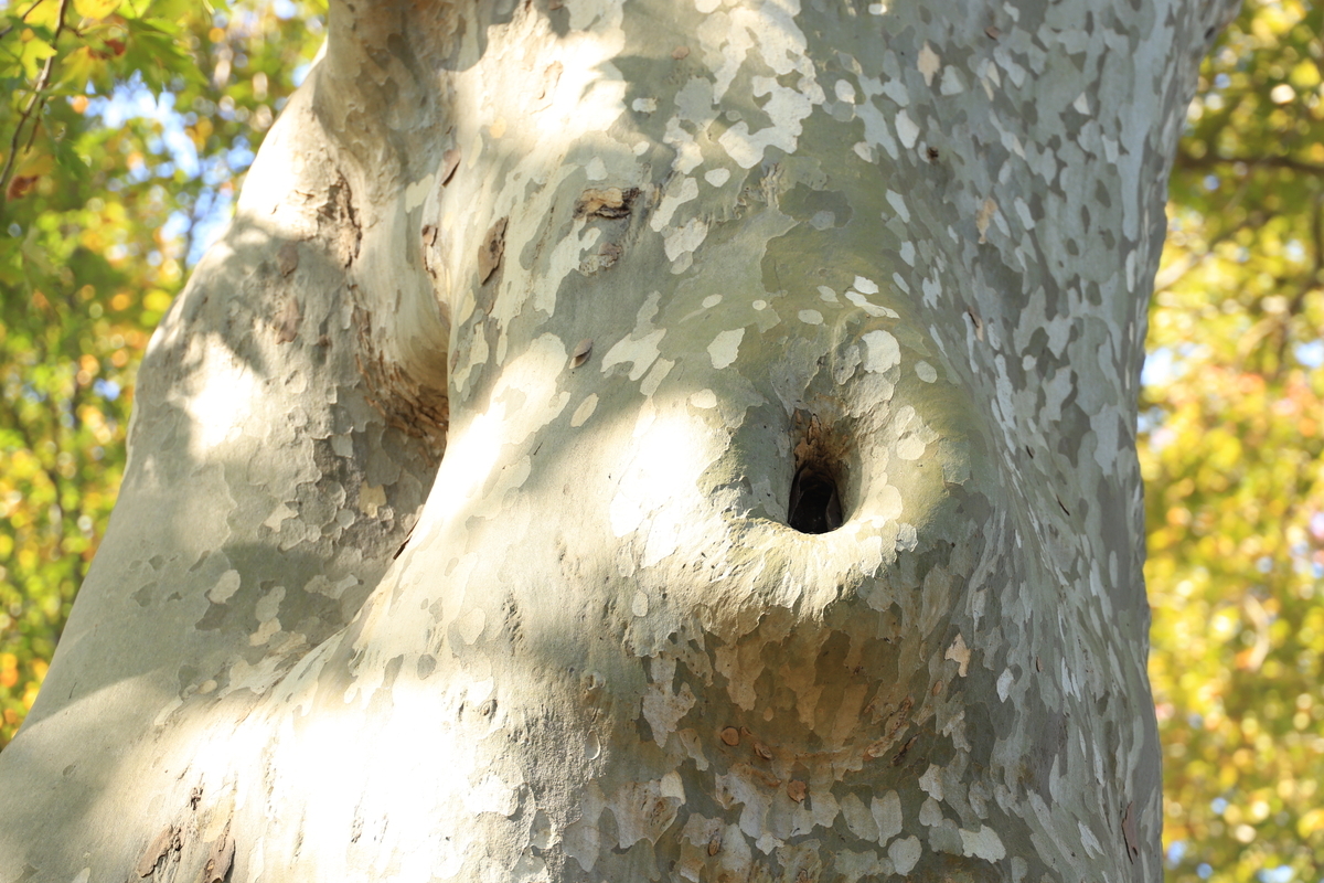 f:id:hanakasumi:20201115101800j:plain