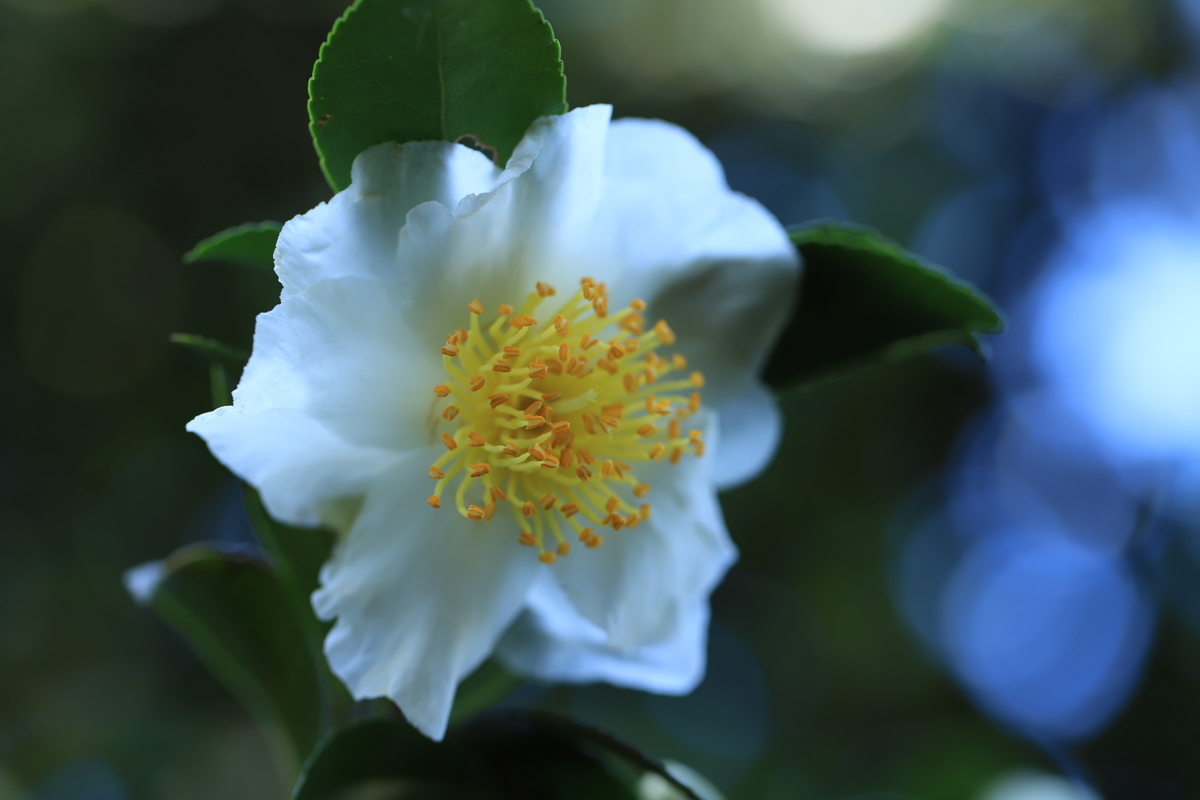 f:id:hanakasumi:20201115102029j:plain