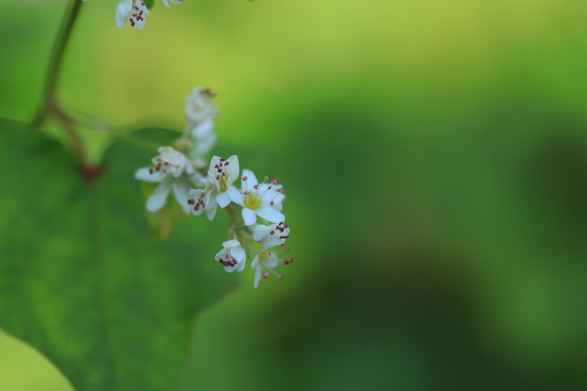 f:id:hanakasumi:20201115103543j:plain