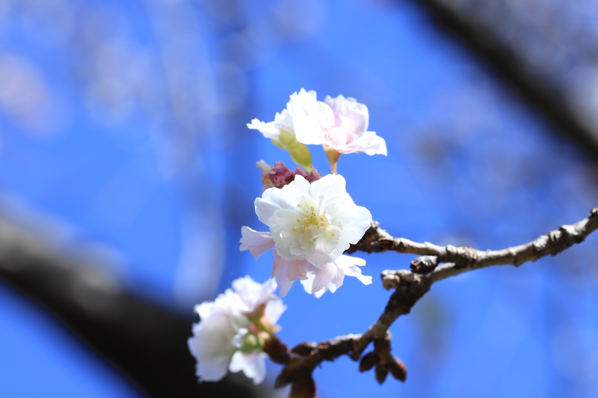 f:id:hanakasumi:20201123205411j:plain