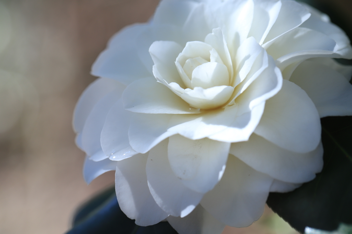 f:id:hanakasumi:20210328111442j:plain