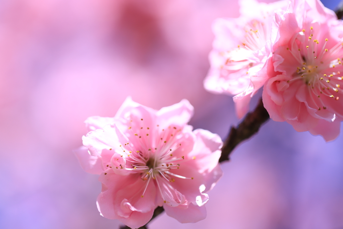 f:id:hanakasumi:20210328111734j:plain