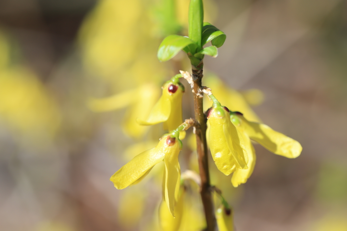 f:id:hanakasumi:20210328111919j:plain