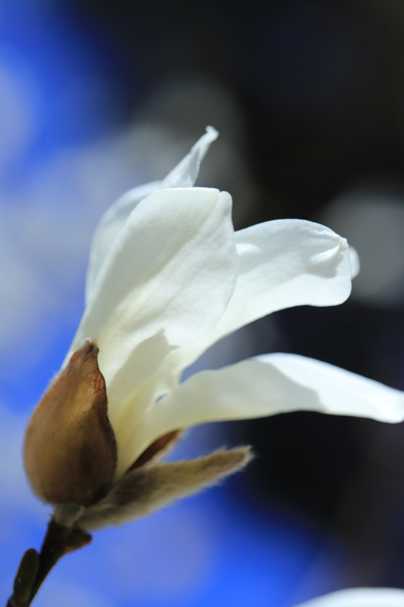 f:id:hanakasumi:20210328112022j:plain