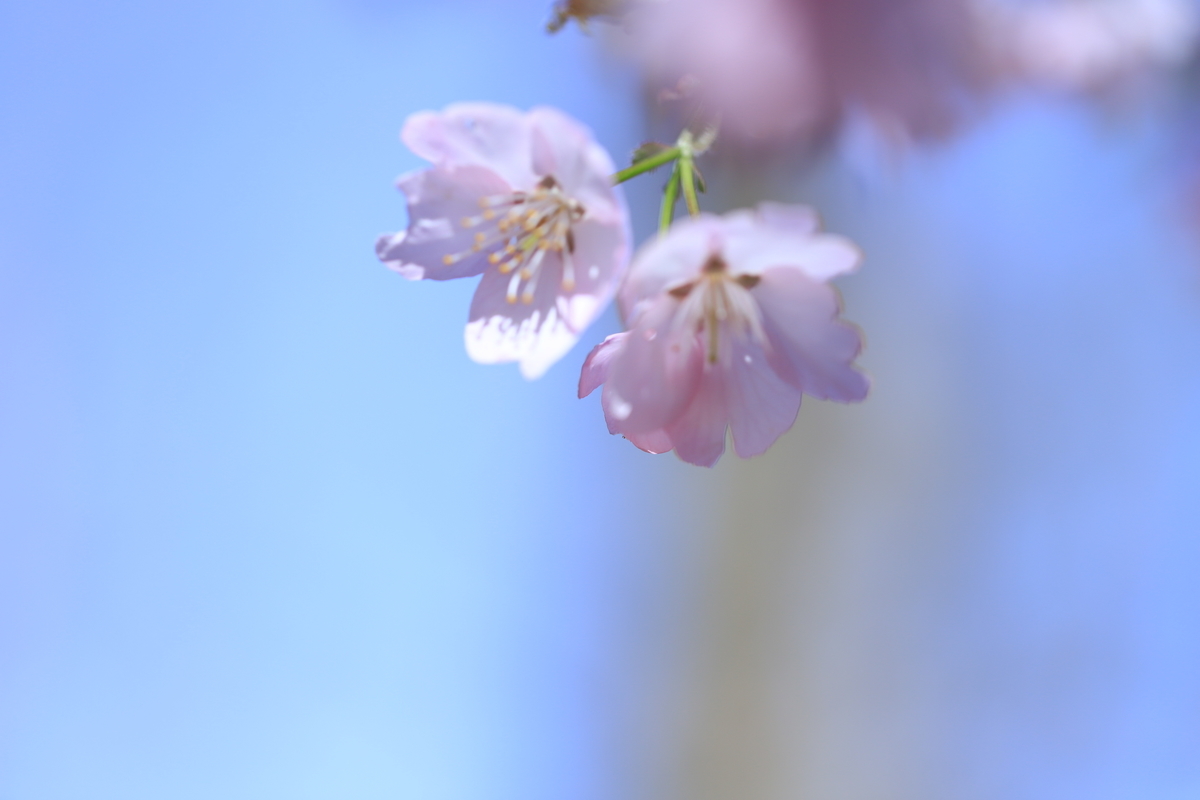 f:id:hanakasumi:20210328112449j:plain