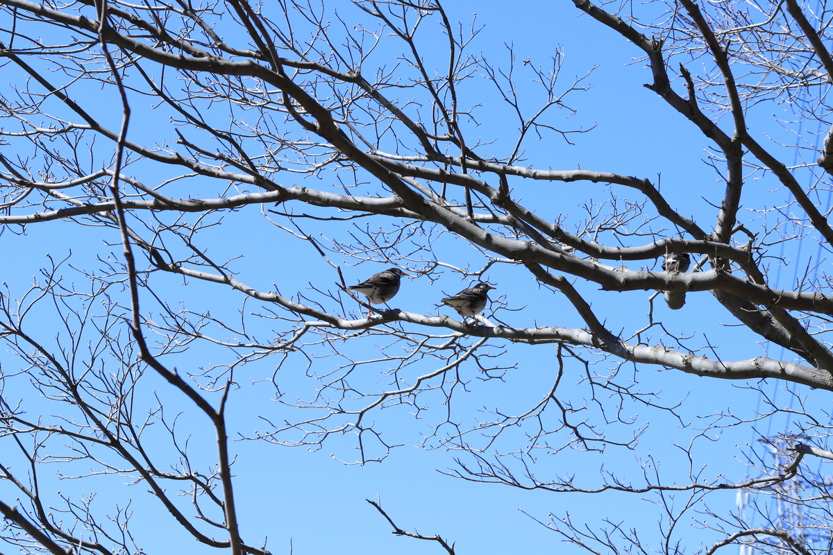 f:id:hanakasumi:20210328112613j:plain