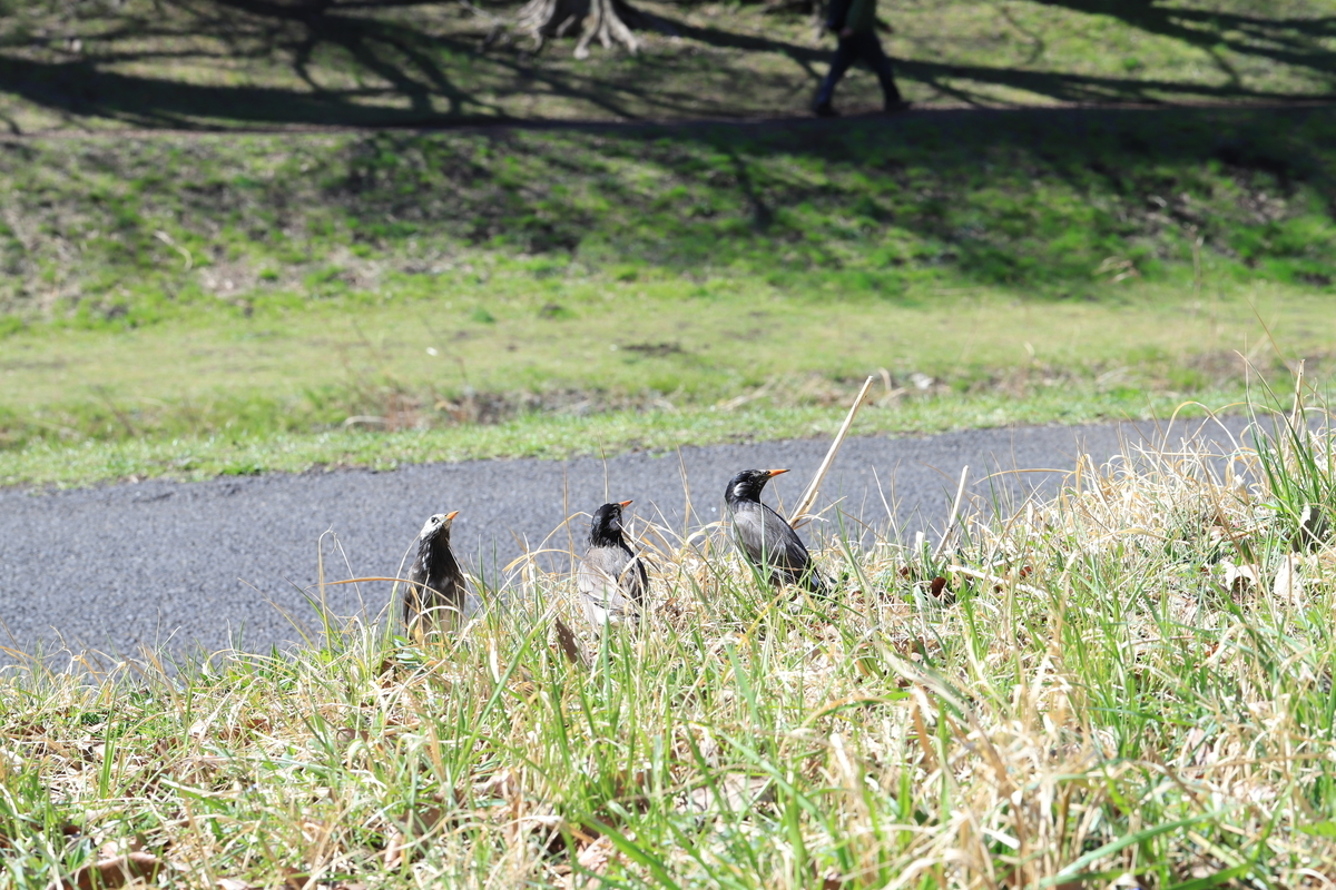 f:id:hanakasumi:20210328112708j:plain