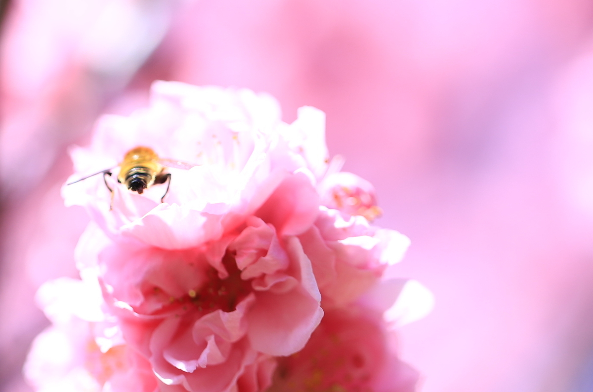 f:id:hanakasumi:20210328112828j:plain