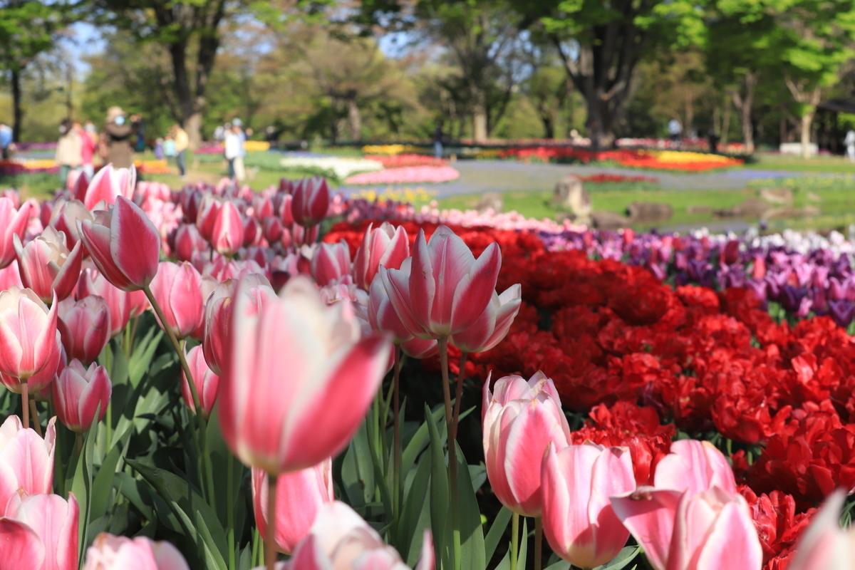 f:id:hanakasumi:20210418112429j:plain