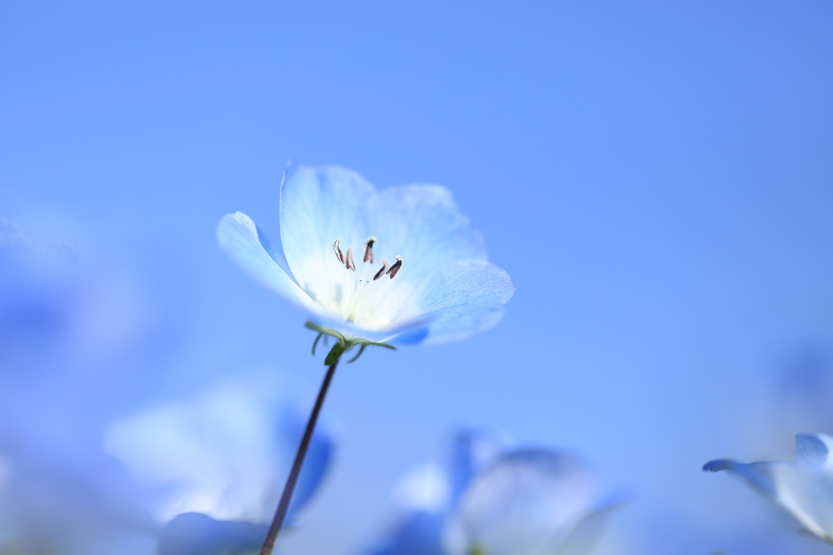 f:id:hanakasumi:20210418112659j:plain