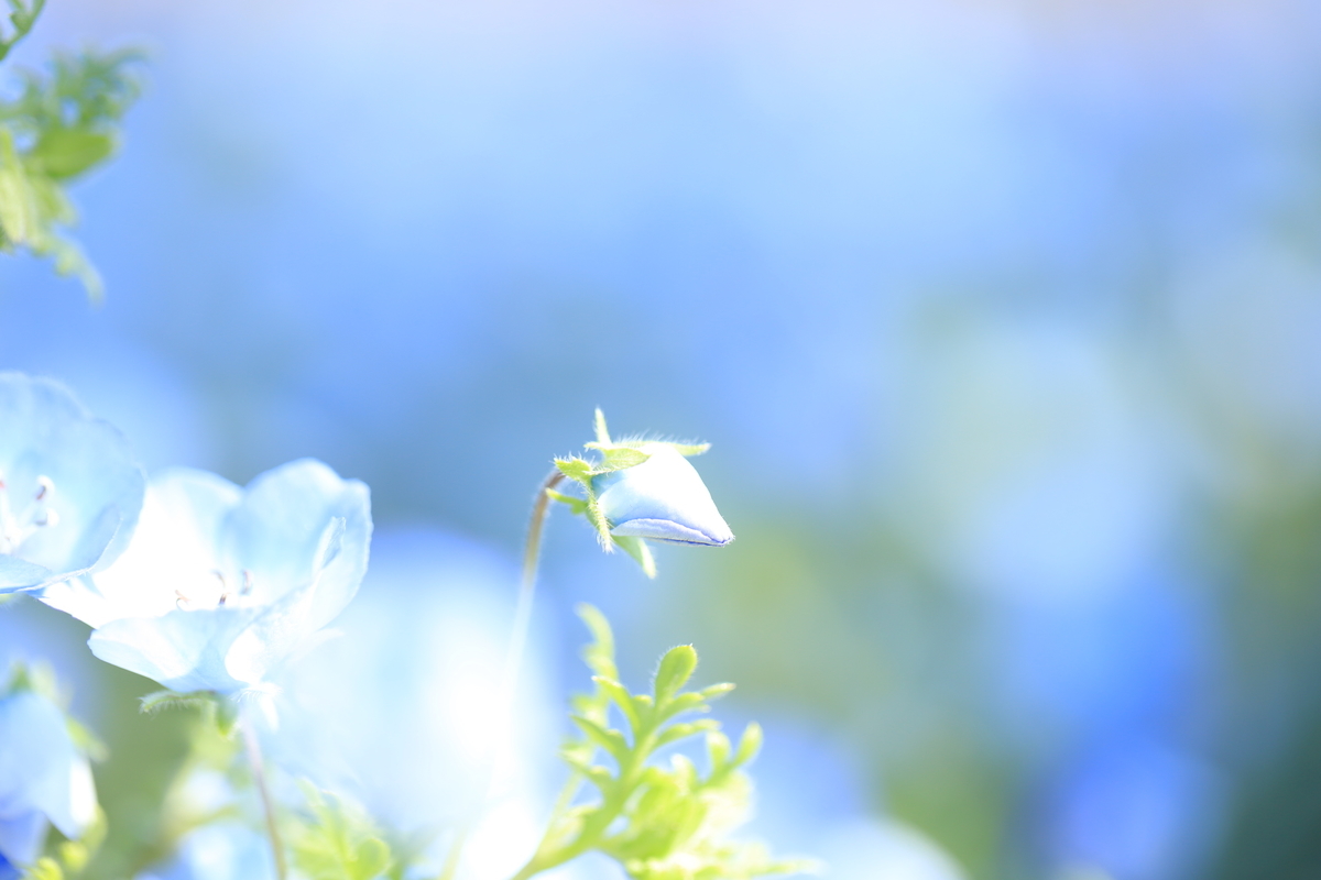 f:id:hanakasumi:20210418112820j:plain